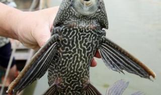 清道夫鱼为什么不能吃 清道夫鱼为什么不能吃