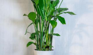 传大连辐射值超预期